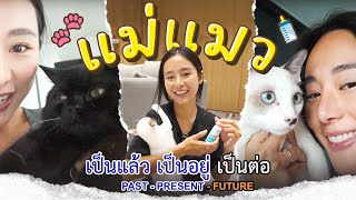 One Day Vlog ตามติดชีวิตแม่แมว…เป็นแม่แมวไม่ง่ายเลยย! ไม่พร้อมอย่าเลี้ยงงงง 🥹 | Bivoyage