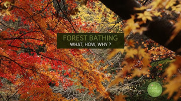 Forest Bathing - What, How, Why? | Introduction to Japanese Shinrin-yoku
