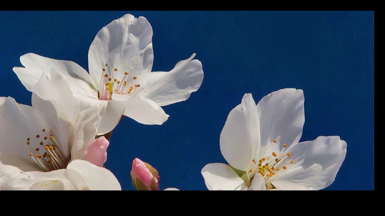 Sanam Re (Vocals Only/ Acapella)