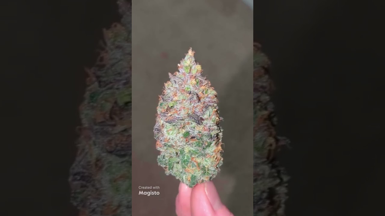 dosey Doe from krop King seeds grown in miracle grow soil