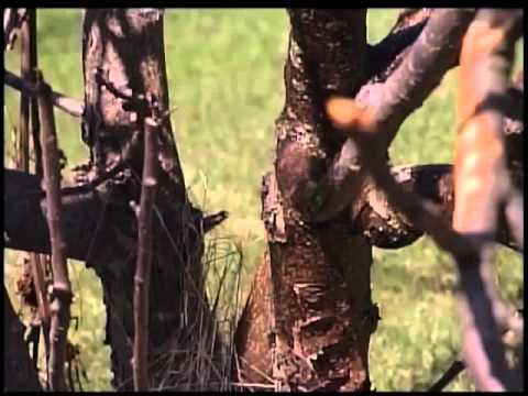 Vidéo: Plantation D'un Pommier Colonnaire (25 Photos) : En Automne Et Au Printemps. Comment Les Planter Correctement Et à Quelle Distance ? Schémas. Quel Est Le Meilleur Moment Pour Plant