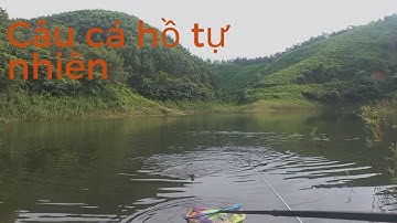 Câu cá tự nhiên / câu đài hồ thác bà p2 / rô phi khủng / FISHING