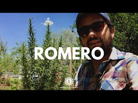 Video: Romero resistente al frío: Variedades de romero para jardines de la Zona 5