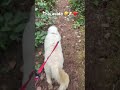 This auido 🤣🐶❤️ #dogs #pets #cutedogs #cutepets #dogshorts #petshorts #dogsofyoutube #fyp