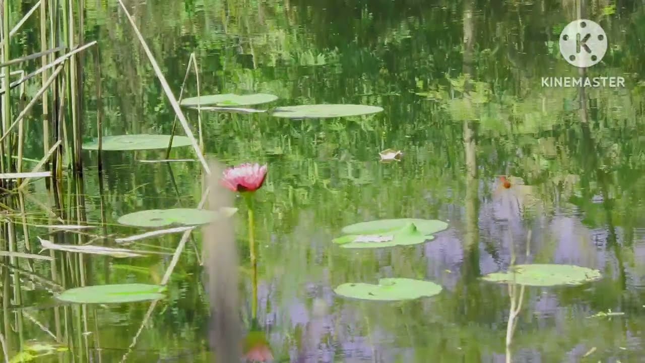 Soothing Relaxation: Relaxing Guitar Music & Water Sounds for Sleep, Meditation,  Relax Everynight