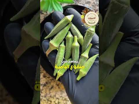 فوائد شرب منقوع البامية أعشاب باميا فوائد وصفات أعشاب وعلاجات