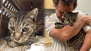 Man Cried Like a Baby When He Saw His Missing Cat After 7 Years