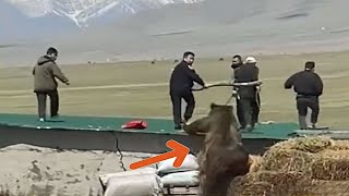 видео: Разорвал в Клочья! Жуткие Встречи Людей с Дикими Животнными! картинка: Разорвал в Клочья! Жуткие Встречи Людей с Дикими Животнными!