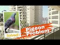 Anti bird net pigeon net for balcony garden gallery home windows hindi review and installation