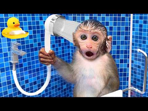 Monkey Bon Bon salva il piccolo Ducklings dal pericolo e giocano sullo water slides | BonBon Italy