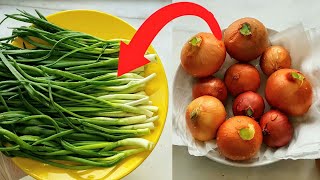 زراعة البصل الأخضر _ how to plant green onions