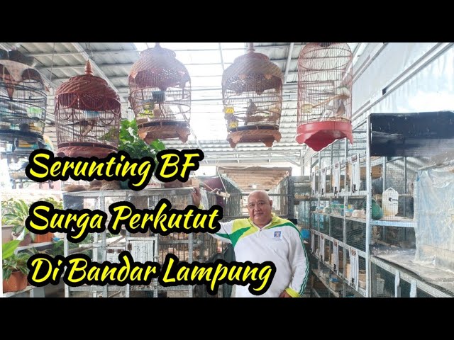 Surganya Perkutut Di Bandar Lampung - Serunting BF - Cerita Sukses class=