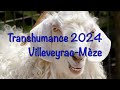 8e dition de la transhumance villeveyracmze