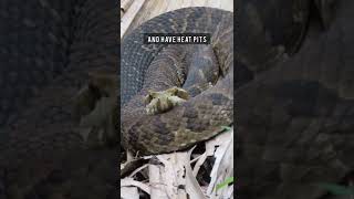 5 Ways to tell a Cottonmouth from a Watersnake!