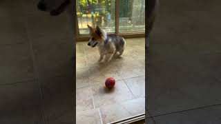 Short Legged Dog&#39;s Goalkeeper Skills