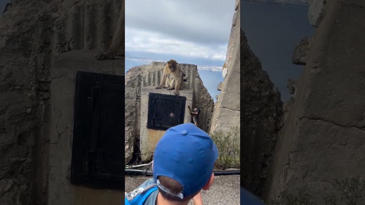 Barbary macaques in Gibraltar