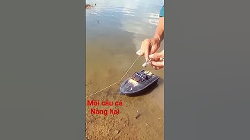 mồi câu cá nàng hai, thác lác cườm #shorts