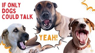If Only Dogs Could Talk  Dog Barking Sounds