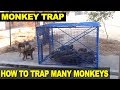 How to trap monkeys  man traps and catches many monkeys at one go