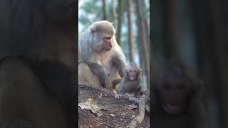 Mami Monkey Dando cariño 🤣😂🤣