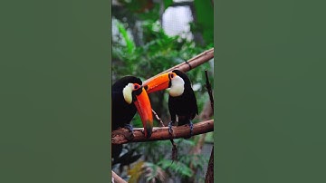 Top 5 Toucan Facts You Won