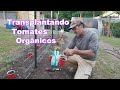 Transplantando Tomates Orgânicos / Plantando Cebola / Transplanting Organic Tomatoes/Planting Onions