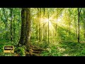 Travelling through a forest  relaxation music