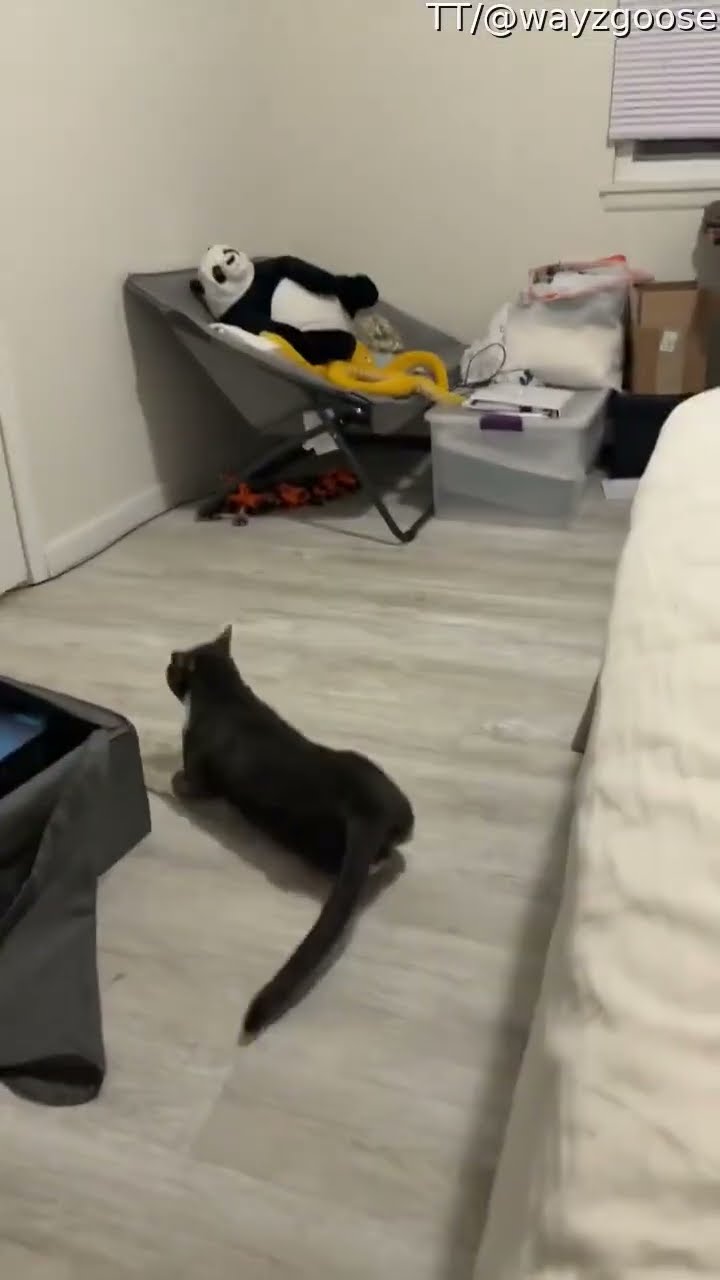 Cat Rolls Off Bed And Acts Embarrassed || ViralHog