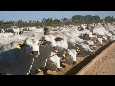 Curso Bovinos de Corte em Confinamento - Manejo e Gerenciamento - Atividade de Manejo de Rotina