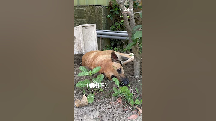 迷你貓日常EP44