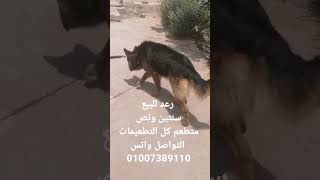 كلب جيرمن شيفرد شولاين  للبيع