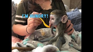 Baby monkey | Max tries new food