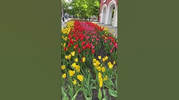 Thumbnail of #flowers#life#russia#spring#shorts
