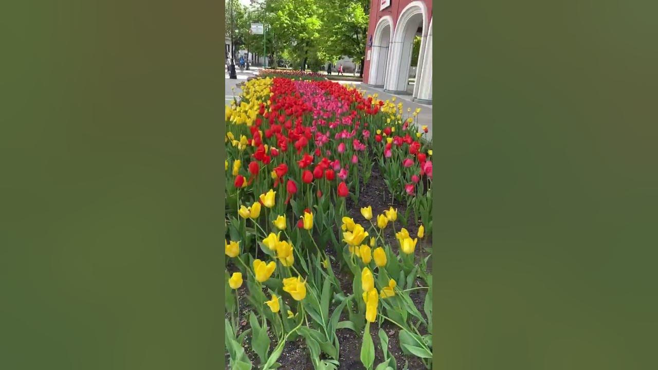#flowers#life#russia#spring#shorts