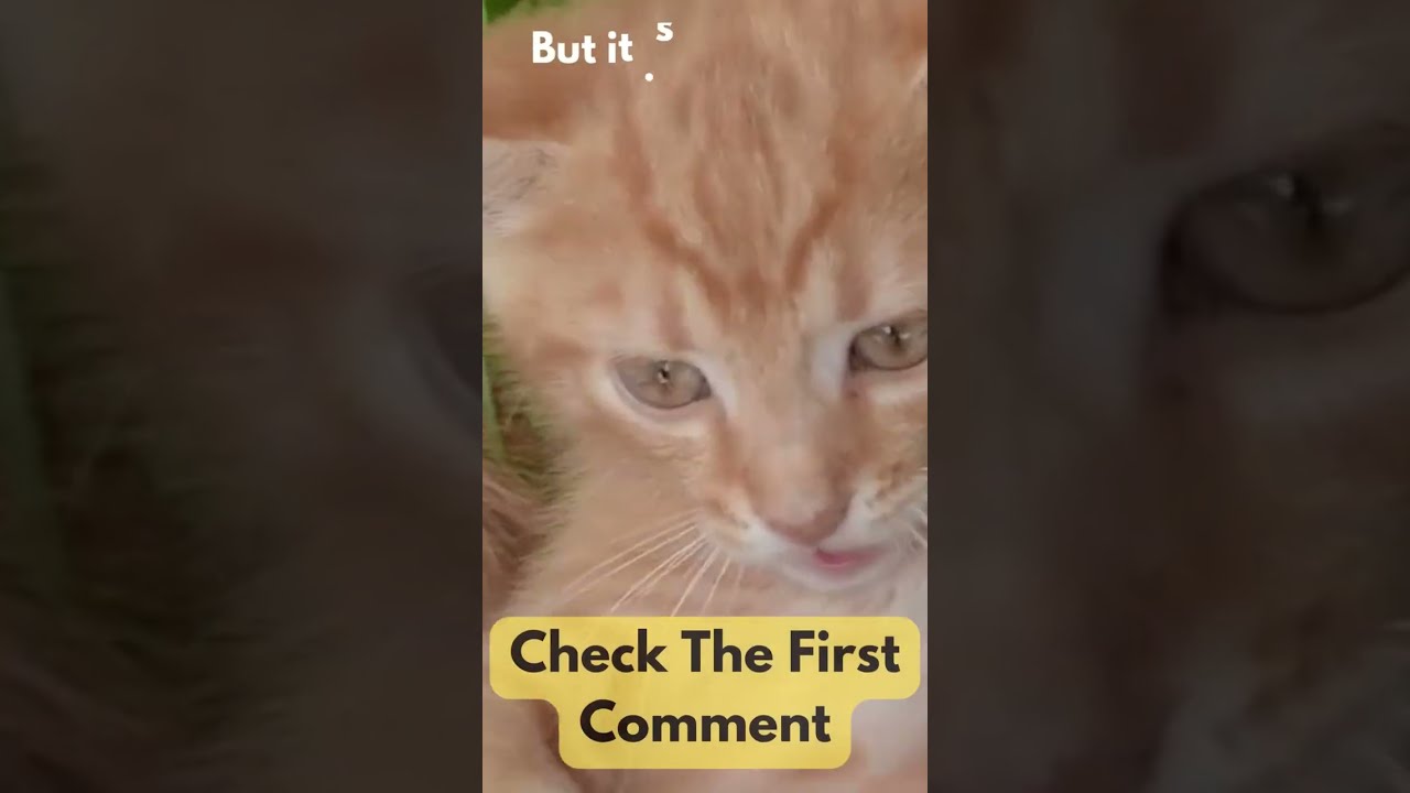 Why Cat Not Eating Or Drinking shorts YouTube Why Cat Not Eating Or Drinking shorts YouTube