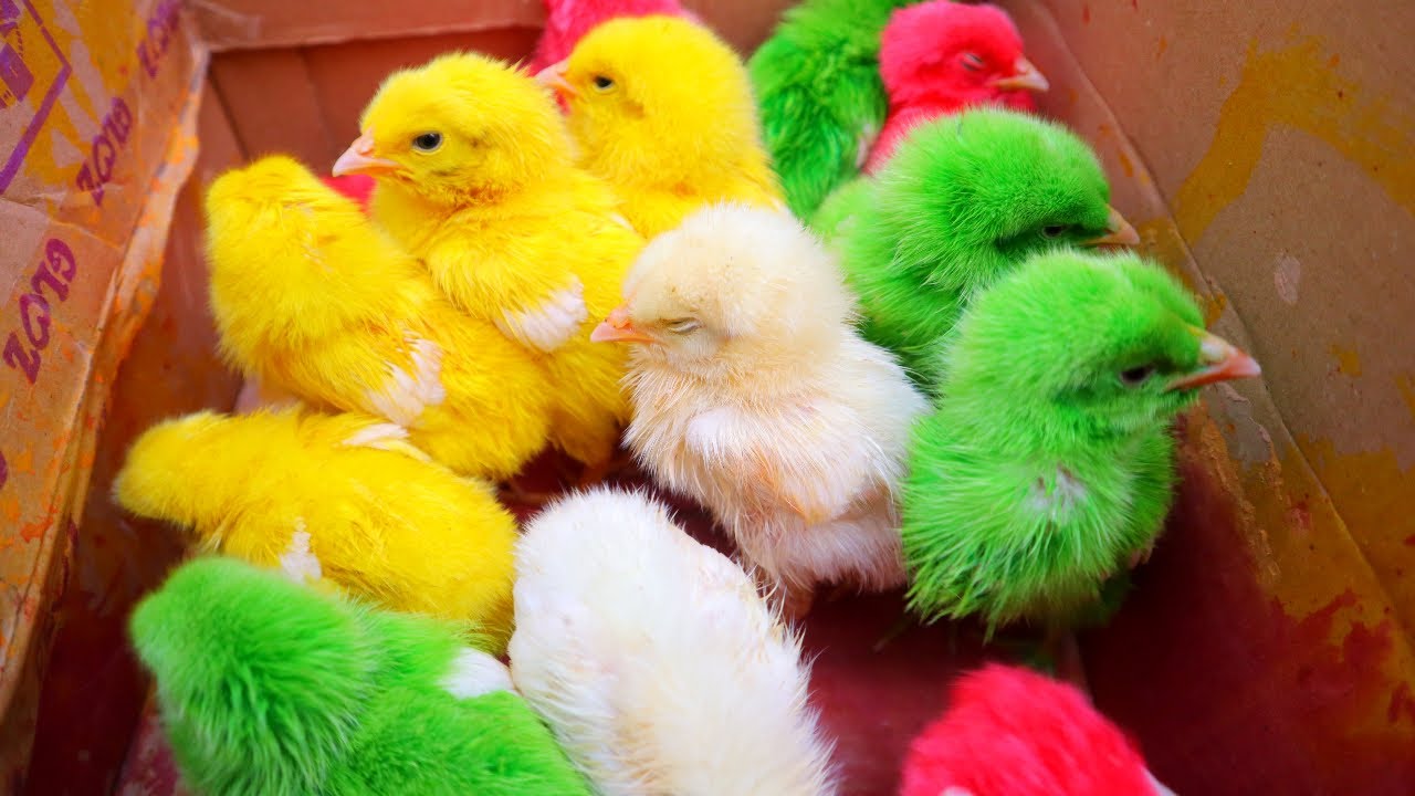 Mencari Anak Ayam Lucu Warna Warni Ayam Rainbow Ayam Merah Ayam