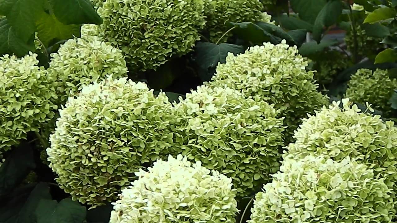 Hydrangea arborescens Annabelle  YouTube