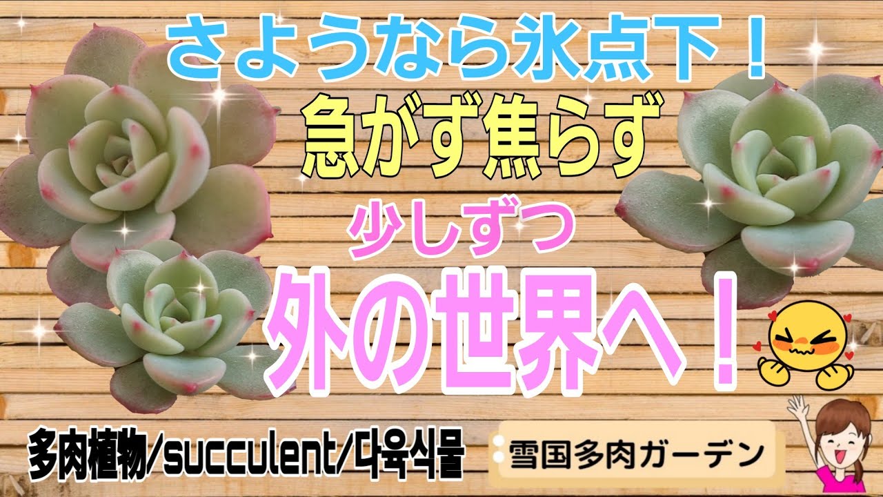 Top【選抜株】多肉植物　8040雪国コキグニ　10個　鉢無し/脱土 Goodbye sub-zero temperatures! Take it slow and steady, little by