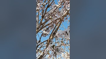 #Shorts Thời Tiết Bất Thường Ở Đức/ Disasters Weather Germany