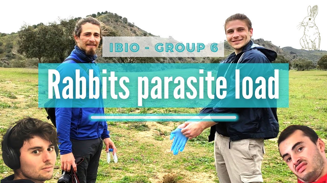 6 - Rabbits parasite load - YouTube