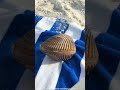 Look man found dangerous insects in a ship on the beach #shorts