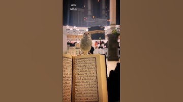 تلاوة قرأنية قصيرة / ابراهيم شرف ابوطالب