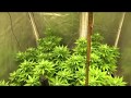 Spliff seeds Afghan gold, day 21 of 12/12