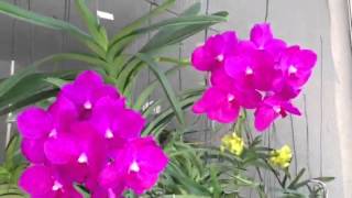 Orchidee Vanda