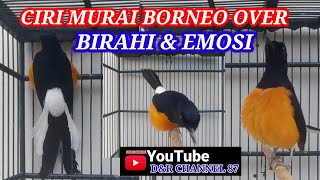Ciri Ciri Murai Borneo over Birahi dan Emosi
