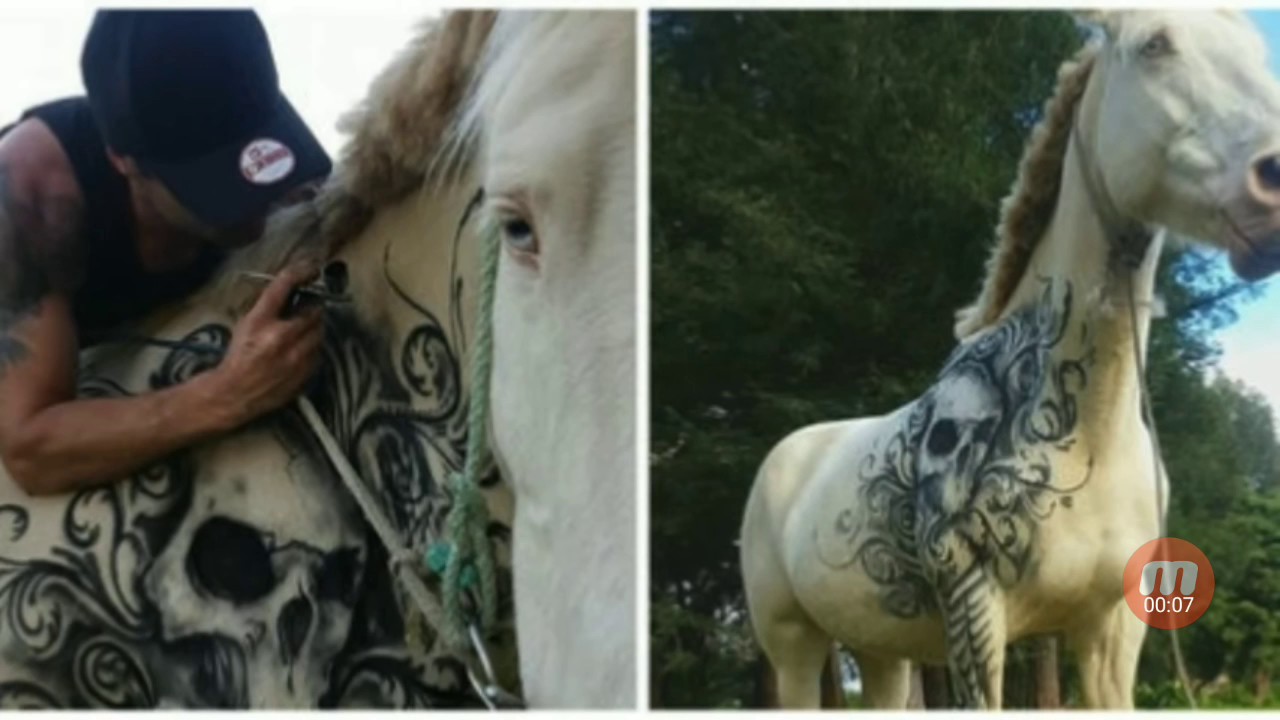 лошадь кланяется. поклон лошади. делают кобылам. флемен у людей. татуировка лошадь.