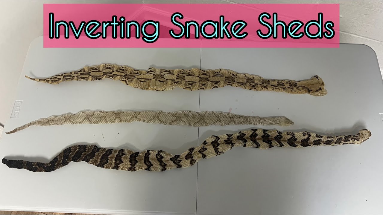 How I invert snake sheds YouTube