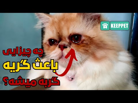 تصویری: چه چیزی باعث گریه چشم در گربه ها می شود؟