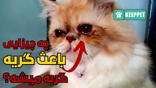 5 چیزی که گربه رو به گریه می اندازه ؟