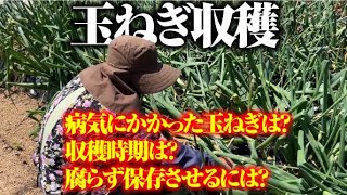 【灰色カビ病を克服して収穫】収穫のタイミングや腐らず保存させる為の方法【玉ねぎ】【ソニック】